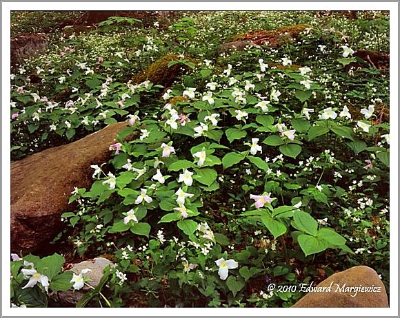 450649   Trillium along a Chimney Peaks path, GSMNP